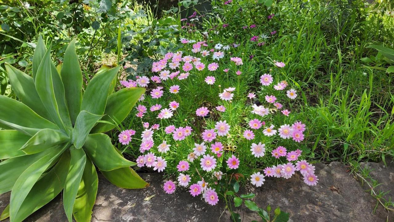 싱글턴 Gowrie Agapanthus 아파트 외부 사진