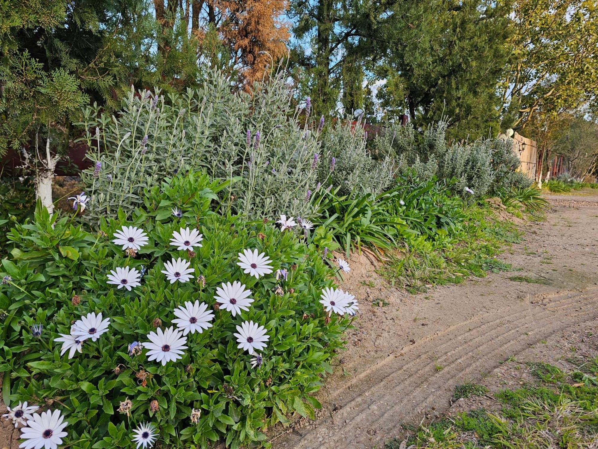 싱글턴 Gowrie Agapanthus 아파트 외부 사진